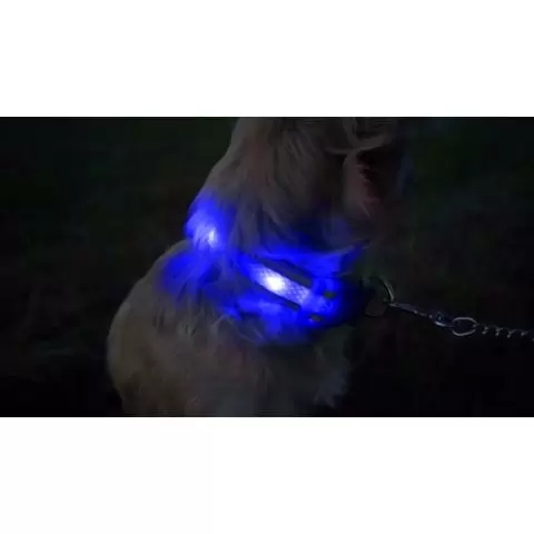 Light up deals dog collar