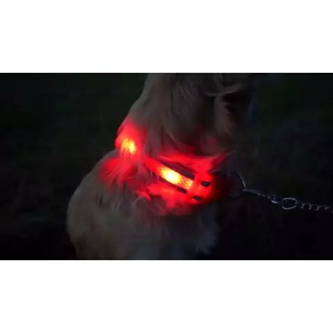 Light up sale pet collar